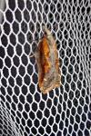 Acleris cristana