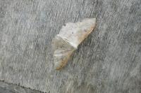 Idaea rubraria