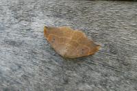 Watsonalla binaria