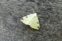 Opisthograptis luteolata