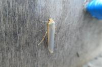 Manulea complana