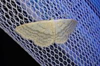 Idaea subsericeata