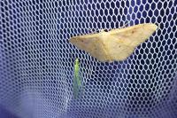 Idaea rubraria