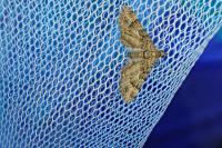 Gymnoscelis rufifasciata