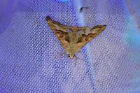 Phlogophora meticulosa