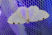 Lomographa bimaculata