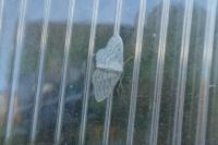 Idaea subsericeata