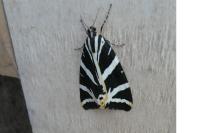 Euplagia quadripunctaria