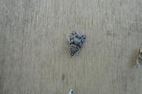 Eudonia mercurella