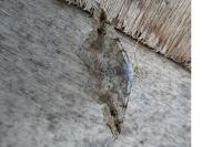 Macaria alternata