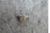 Endotricha flammealis
