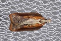 Acleris cristana