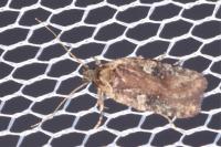 Agonopterix purpurea