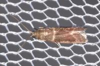 Cryptoblabes bistriga