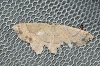 Cyclophora punctaria