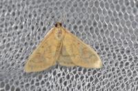 Ostrinia nubilalis/scapulalis