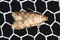 Pseudotelphusa paripunctella