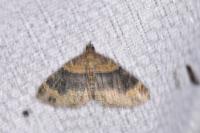 Xanthorhoe ferrugata