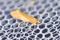 Crassa unitella