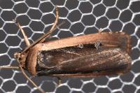 Ochropleura leucogaster