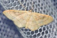 Idaea rubraria