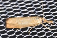 Agriphila straminella