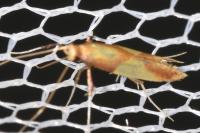 Caloptilia robustella