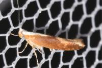 Argyresthia albistria