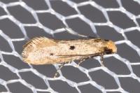 Tinea trinotella