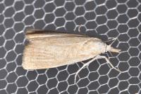 Calamotropha paludella