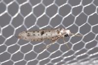 Yponomeuta plumbella