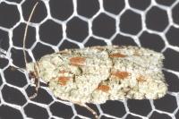 Acleris literana