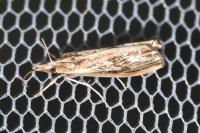 Catoptria verellus