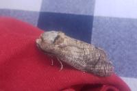 Cossus cossus