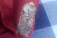 Cossus cossus