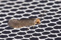 Cephimallota crassiflavella