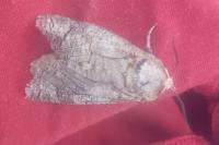 Cossus cossus