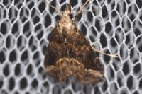 Schrankia costaestrigalis