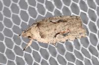 Agonopterix ocellana