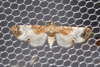 Eupithecia breviculata