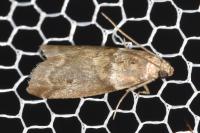 Acrobasis consociella