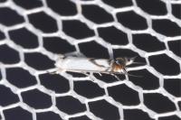 Lyonetia prunifoliella