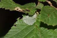 Phyllonorycter coryli