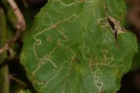 Stigmella microtheriella