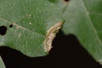 Phyllonorycter acerifoliella