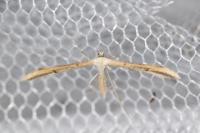 Emmelina argoteles/monodactyla