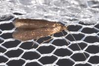 Coleophora serratella