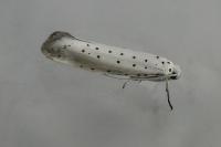 Yponomeuta rorrella
