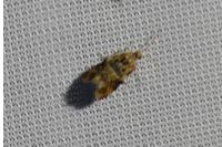 Lobesia botrana