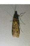 Nomophila noctuella